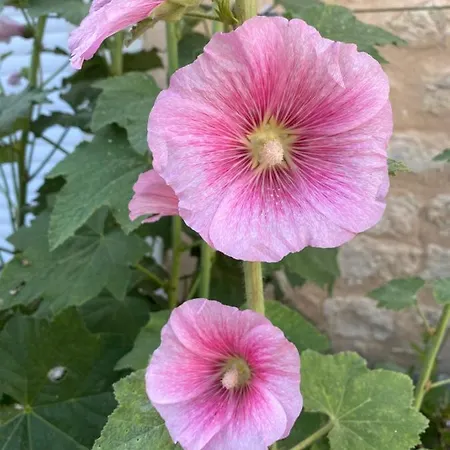 Maison Althea Rosea - 3 Et Piscine