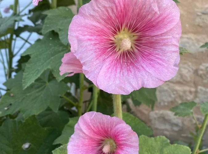 Maison Althea Rosea - 3 Et Piscine